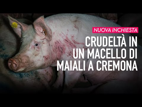, title : 'Dentro il macello di maiali a Cremona | Un'inchiesta di Animal Equality'
