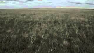 Joan Baez   Sagt Mir Wo Die Blumen Sind