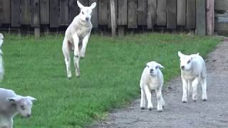 Lambs Jumping