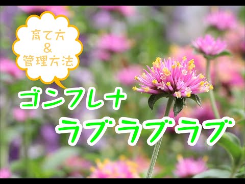 園芸 リオ・グランデ・アマランティーン、スカーレット・ゴンフレナ
