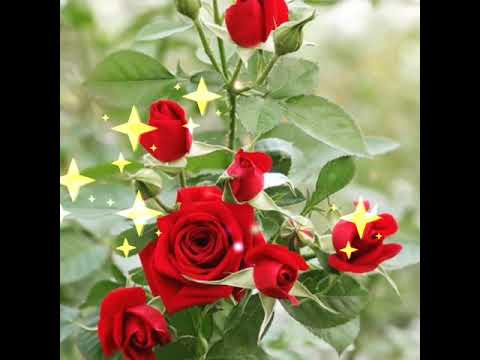 First love never dies - Teddy Randazzo