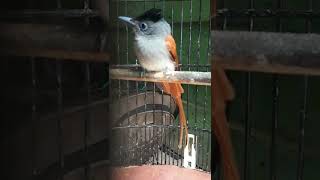 Download lagu Tali pocong / Seriwang asia gacor dorrr mp3