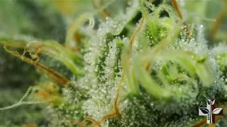 RDWC Bud Porn with Merkules - Betrayed Remix (Lil Xan)