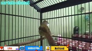 Download lagu Masteran wajib /cucak jenggot gacor besetan tajam mp3 Download lagu Masteran wajib /cucak jenggot gacor besetan tajam mp3