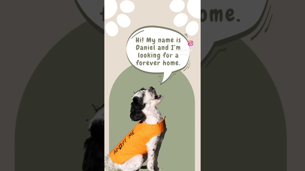 Enlarge Daniel, a Adoptable Shih Tzu in Pacifica, CA video 6/6