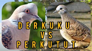 Download lagu Suara Burung Derkuku VS Perkutut Yang Handal Untuk Pikat mp3