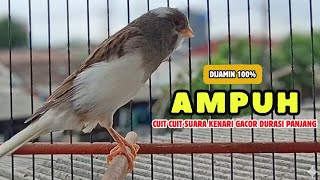 Download lagu Kenari GACOR Panjang - PANCINGAN Kenari Paud Belajar BUNYI - KENARI Belajar BUNYI Ngeriwik #740 mp3