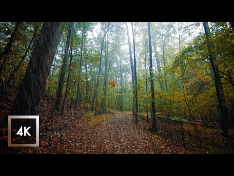 Walking in the Rain, Autumn Forest, Gentle Thunder Rumbles for Sleep and Study, ASMR