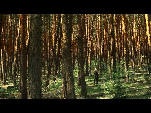 Para ver en BAFICI 26 Suerte de pinos una historia familiar de Lorena Muñoz #podcast #bafici  #cine