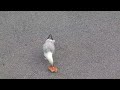 Seagull Eating Parking Lot Pizza And Keeping Other Gulls Away