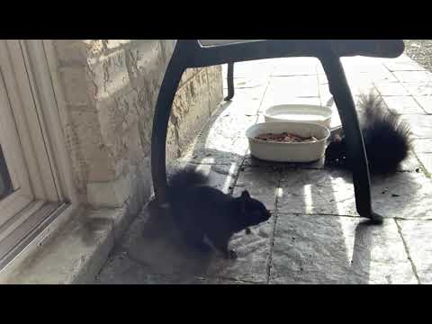 ikki&dukki fighting for brunch