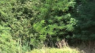 quel-carpino-sepolto-dall-incuria-e-menefreghismo-da-anni