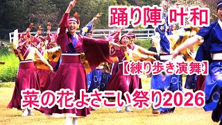 4K  踊り陣 叶和  川棚菜の花よさこい祭り2026【練り歩き演舞】