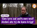 'De lynx komt naar Gelderland!'