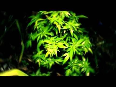 Miky Ding La   Weed Tou Lé Jou   Bat Guel Aw Slim VideoZ Juillet 2012   YouTube#!#!