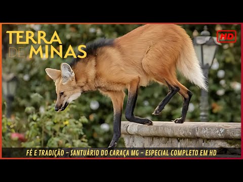 CARAÇA SANCTUARY AND THE MANED WOLF | Land of Minas [SPECIAL]