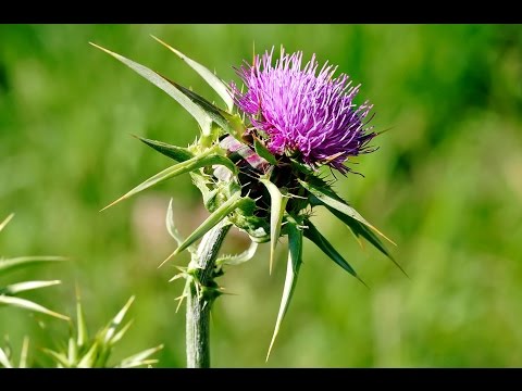 Trichinella szisztematikus helyzet