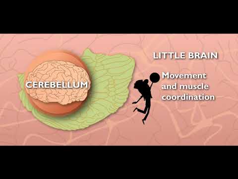 Scholastic - Study Jams - Nervous System