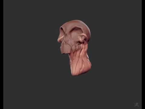 skull speed sculpt