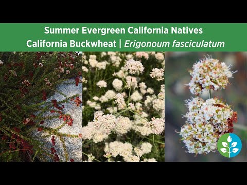 Summer Evergreen California Natives | California Buckwheat