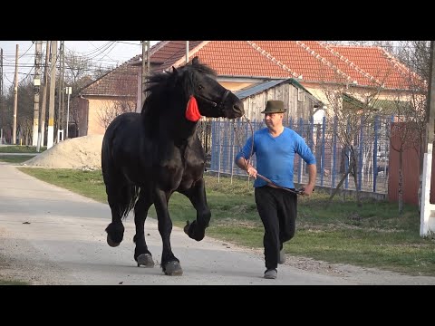 Armasarul lui Mihai de la Cermei, Arad - 2022 Nou!!!