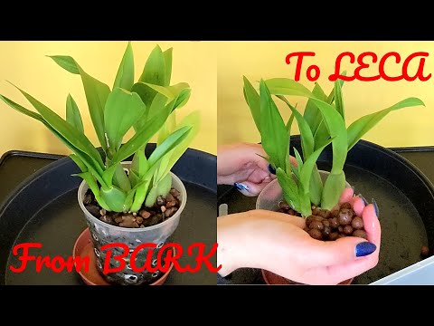 Transitioning Oncidium orchid into Leca | Self watering |Semi hydro | Inorganic Media