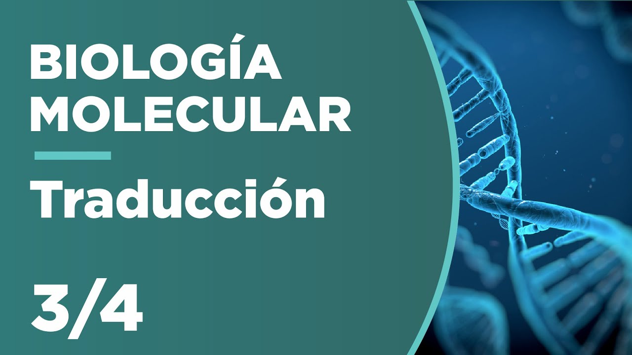 TRADUCCIÓN del ARN | Biología Molecular 3/4