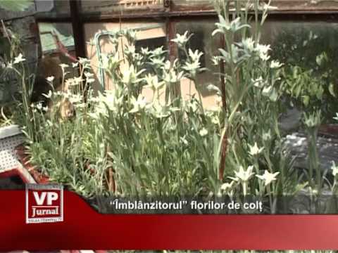 “Îmblânzitorul” florilor de colț
