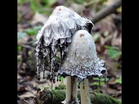 siouxxie sixxsta- keygen.exe