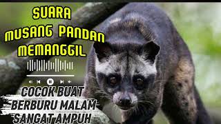 Download lagu SUARA MUSANG PANDAN MEMANGGIL SANGAT COCOK BUAT BERBURU MALAM SILAHKAN COBA #kicaumania mp3 Download lagu SUARA MUSANG PANDAN MEMANGGIL SANGAT COCOK BUAT BERBURU MALAM SILAHKAN COBA #kicaumania mp3