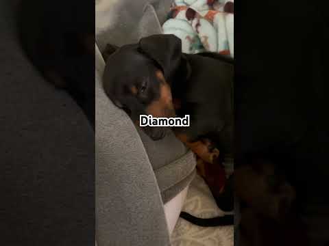 Dachshund Diamond taking a nap something she enjoys doing on the couch