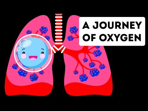 A Full Journey Through Your Lungs