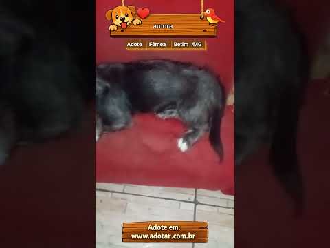 Vídeo de amora