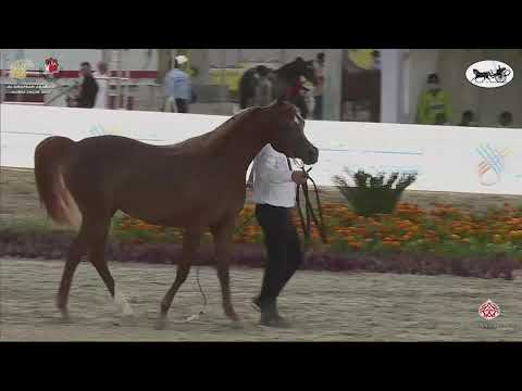 N 187 MANAR AL HAWAJER   Al Dhafrah Arabian Horse Championship 2021   Fillies 3 Years Old Class 3B