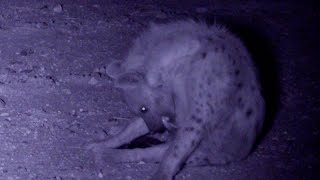 The spotted hyena phallus: ritualized greeting ceremony