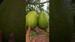 Download lagu Alpukat aligator super jumbo #alpukataligator #alpukat mp3 Download lagu Alpukat aligator super jumbo #alpukataligator #alpukat mp3