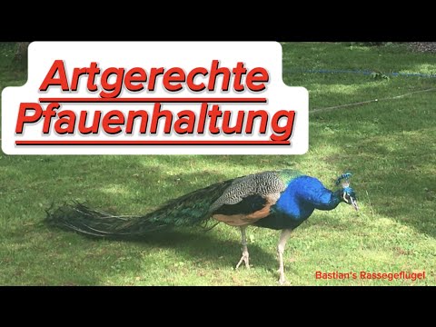 Pfauen artgerecht halten