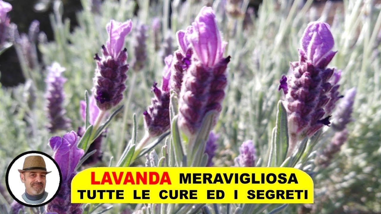 LAVANDA MERAVIGLIOSA TRUCCHI E SEGRETI, concimazione, annaffiatura, potatura, talea e malattie