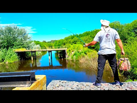 PESCA EN ARROYO LOS CERRILLOS, Muchos peces y mas en este lugar fascinante, tenes que venir mjpesca