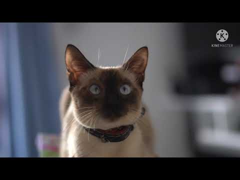 #babycat #funnycats #SwwCats - Cute and Funny Cat Videos Compilation #003 | Suhana Music Company