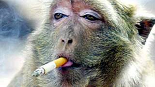 SMOKEY - Suck Me Beautiful