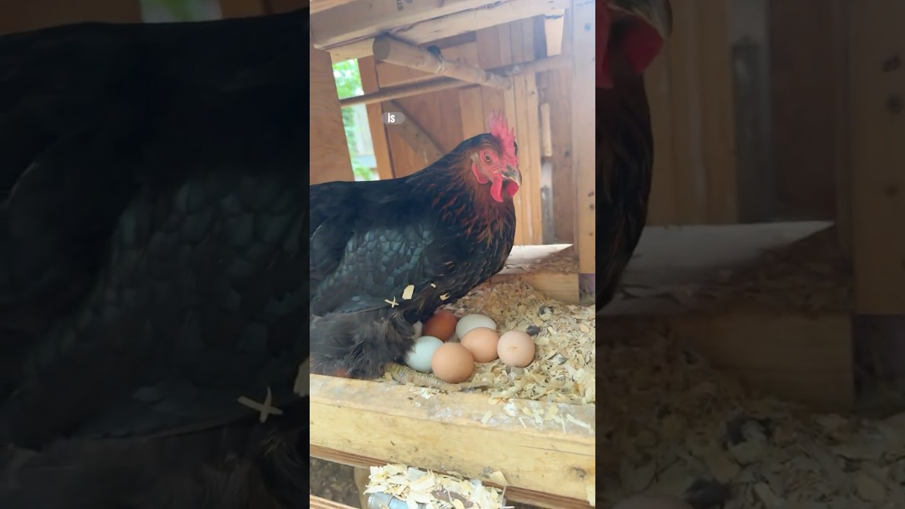 Missing a chicken & how many eggs? 🥚 #chickens #eggs #fresheggs #backyardchickens #outside #cute