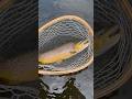 Video Thumbnail for Stud Brown Trout Of Saskatchewan