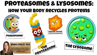 Proteasomes and Lysosomes:  How Your Body Recycles Proteins