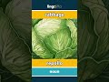 cabbage - repollo video thumbnail