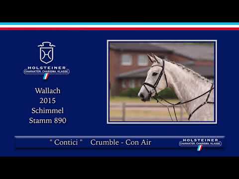 Holsteiner Sommer-Reitpferdeauktion | Nr. 05 Contici v. Crumble - Con Air
