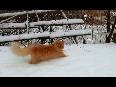 #Славянск. 30 декабря 2025г. Утро.