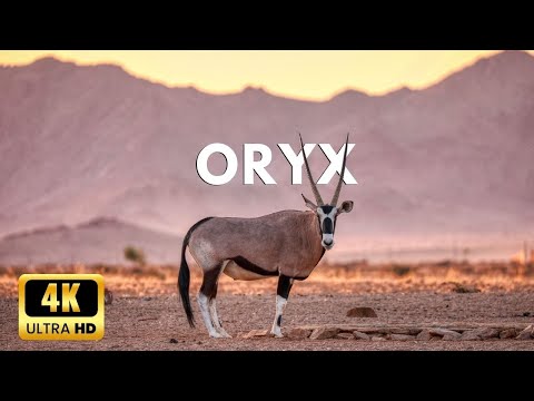 Oryx wildlife Antelopes in 4k Ultra hd | God Creation 4k