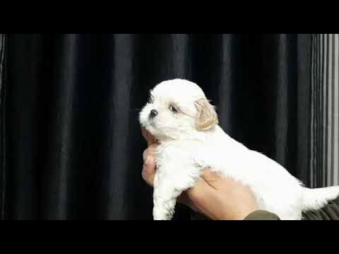 sale dog to contact 9877715044 Ramandeep Singh Grewal  All dogs available to contact