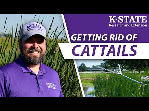 The RIGHT way to get rid of Cattails (in under 60s) | KSRE Quick Guides